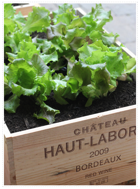 Wine Box Garden Container Garden in Wine Boxes