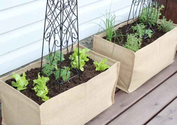 Kitchen Garden in Burlap Containers 