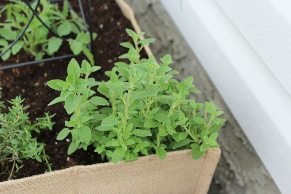 Burlap Planter with Oregano - Container Gardening Ideas