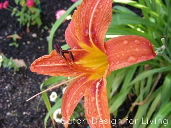 Orange Lily