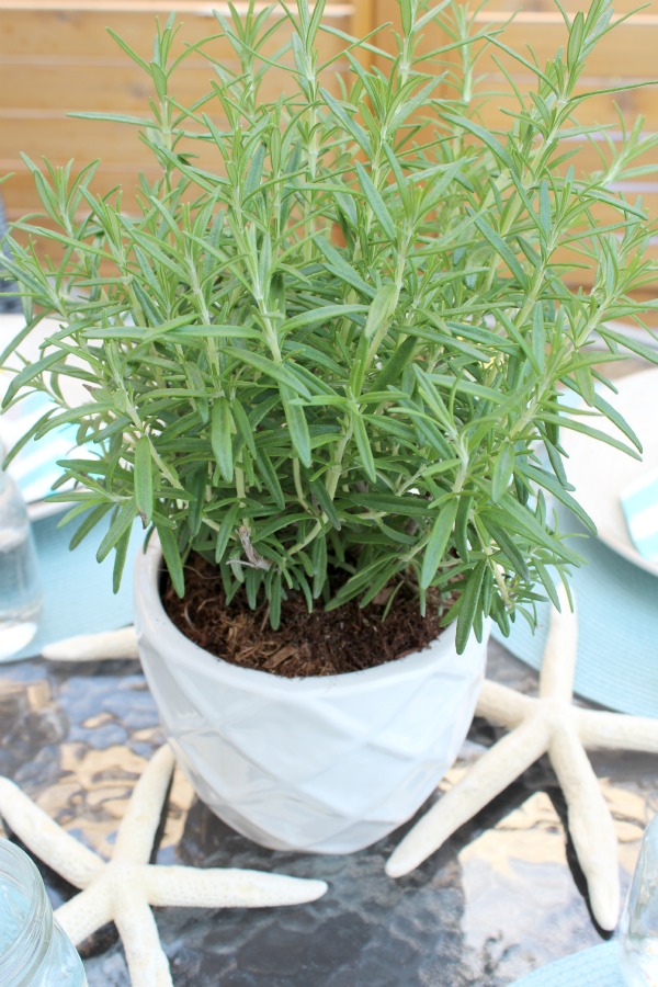 Potted Rosemary as Table Centerpiece for Casual Summer Entertaining