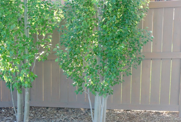 Grey-brown Stained Cedar Fence with Tower Poplar Trees