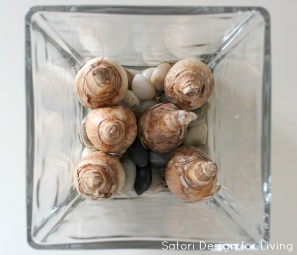 Paperwhite Bulbs in Glass Vase with River Rock and Water