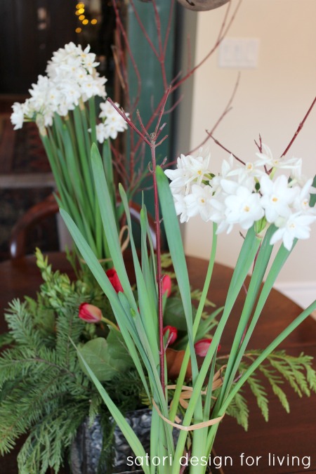 Narcissus Blooms