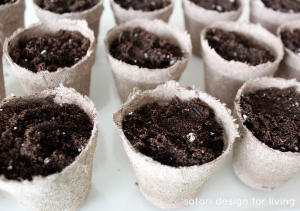 Tiny Peat Pots with Soil and Seeds