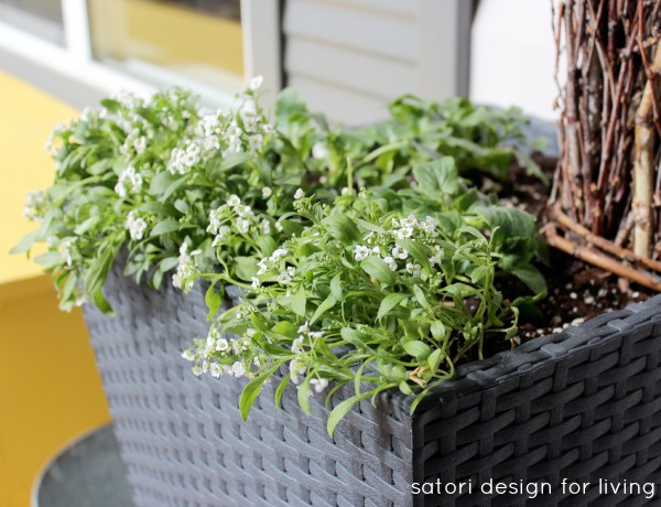 Cold Tolerant Annuals for Early Spring Planting - Alyssum 