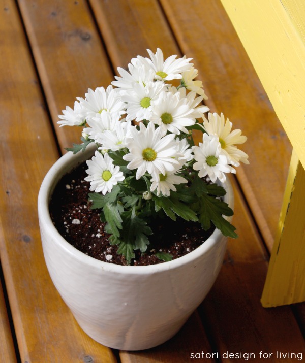 Cold Tolerant Annuals for Early Spring Planting - Chrysanthemum