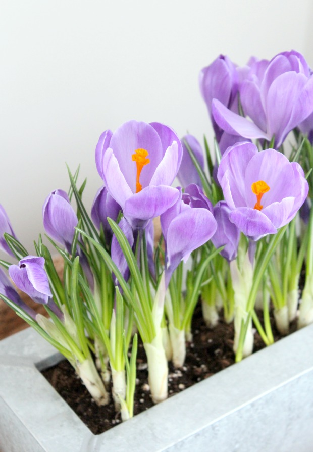 Spring Crocus Planter Using Bulbs from the Grocery Store 