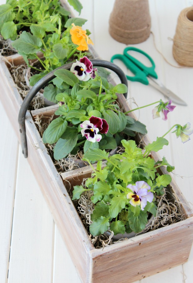 Vintage Tool Box Planter with Aged Terracotta Pots and Frizzle Sizzle Pansies 