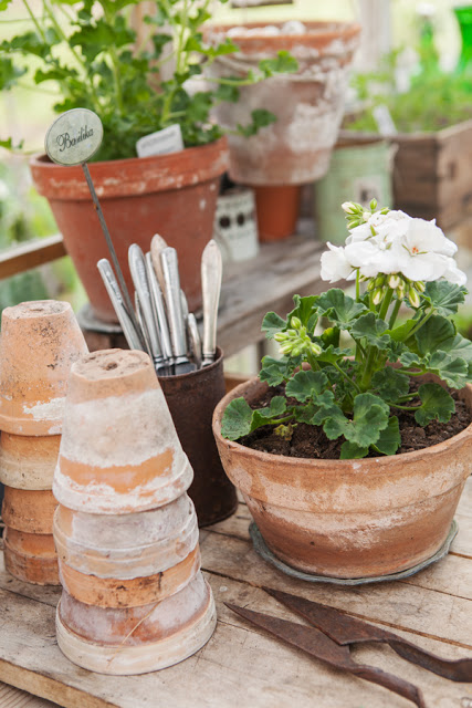 White Geraniums in Aged Terracotta Pots 