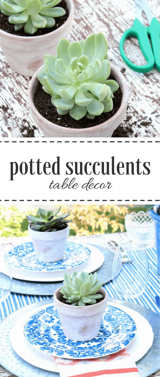 Mini Potted Succulents