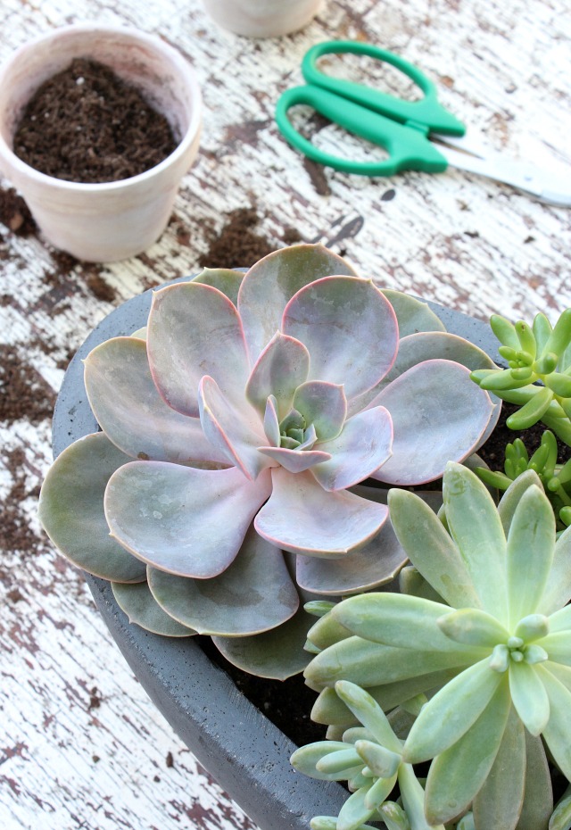 Mixed Succulents in Grey Concrete Planter 