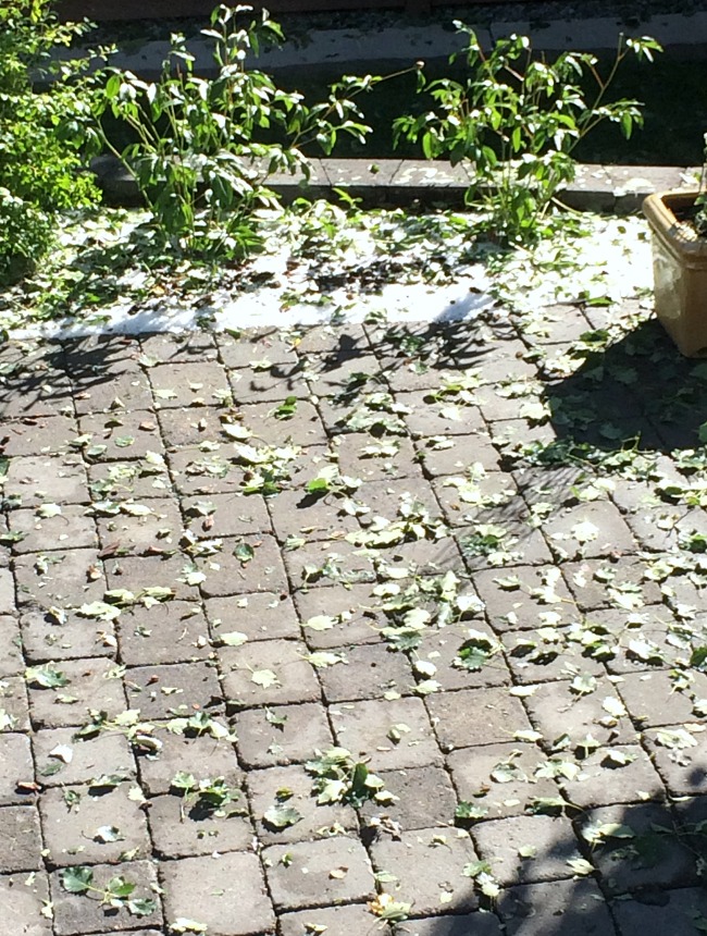 Our Backyard After the Hail Storm