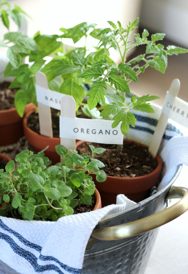 Herbs in Terracotta Pots with DIY Garden Markers - Gift Idea for the Gardener or Cook