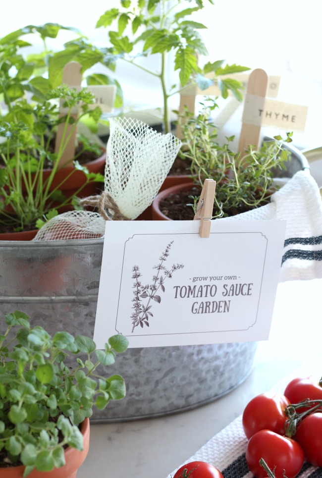 Plant a Tomato Sauce Garden - Gift Basket for Mother's Day, Father's Day or Any Other Spring or Summer Occasion