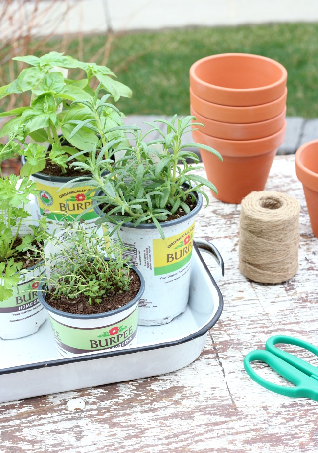 Supplies to Grow a Tomato Sauce Garden - Herbs and Tomato Plants