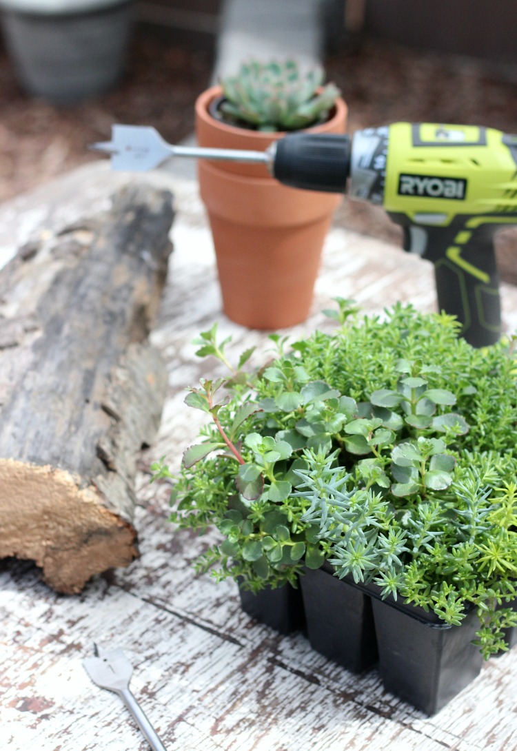 Supplies to Make a Log and Succulent Centerpiece, Including Succulents and Drill 