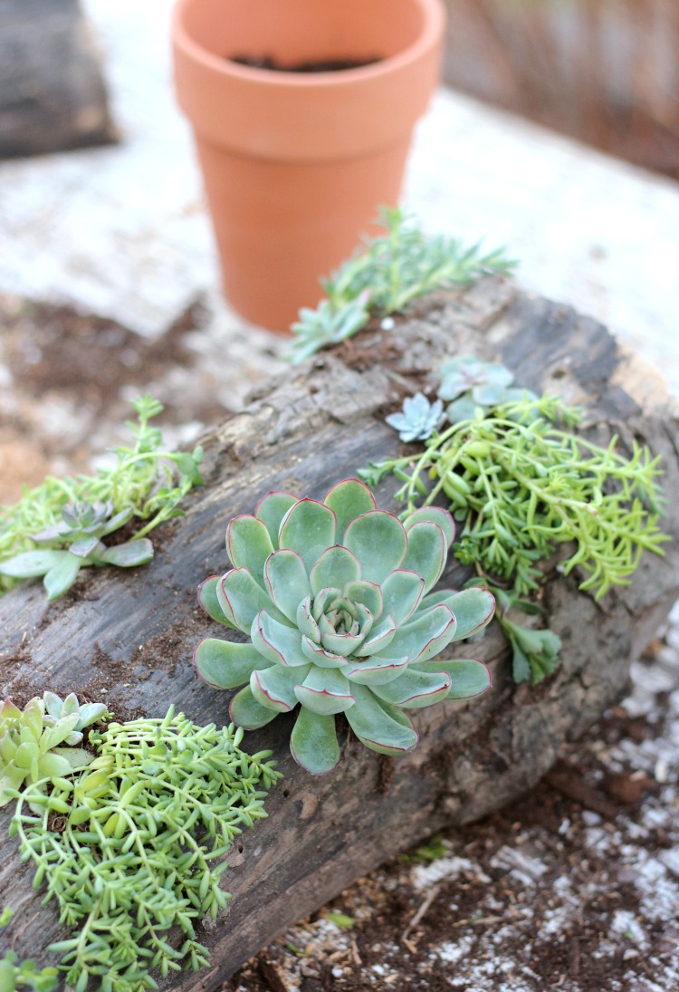 DIY Succulent Centerpiece – Add Rustic Charm to an Outdoor Table