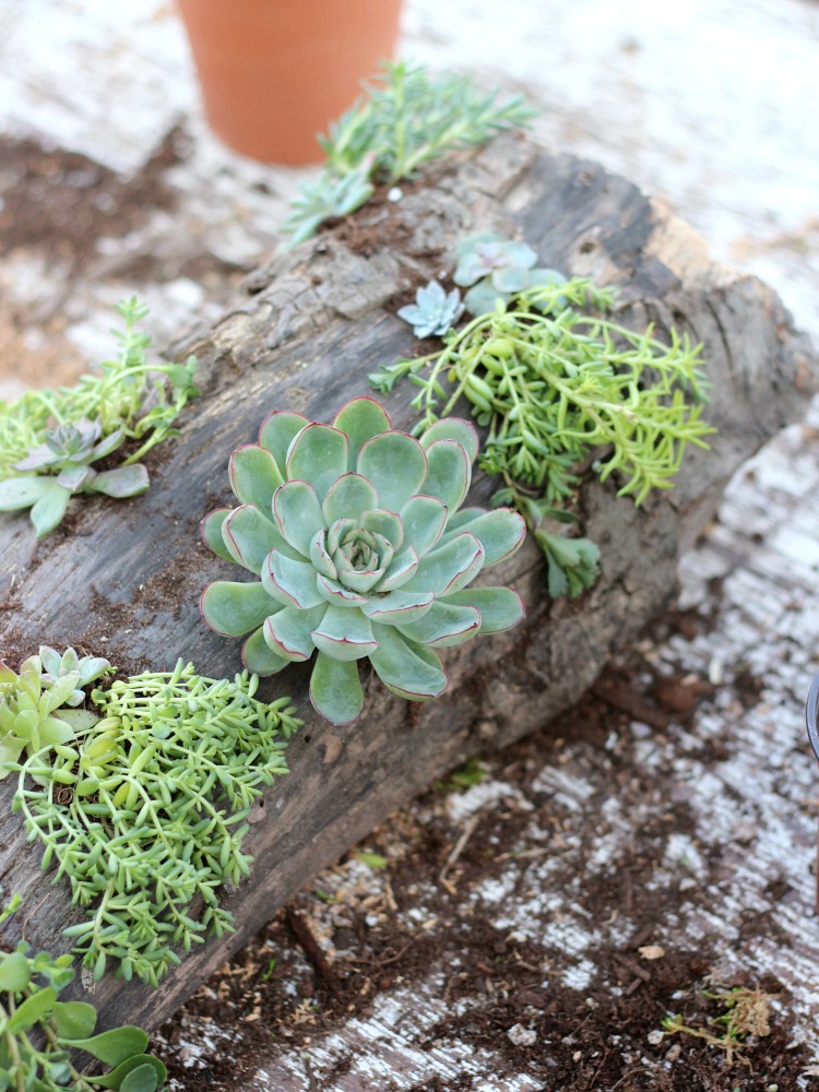 DIY Log and Succulent Centerpiece with Variety of Succulents 