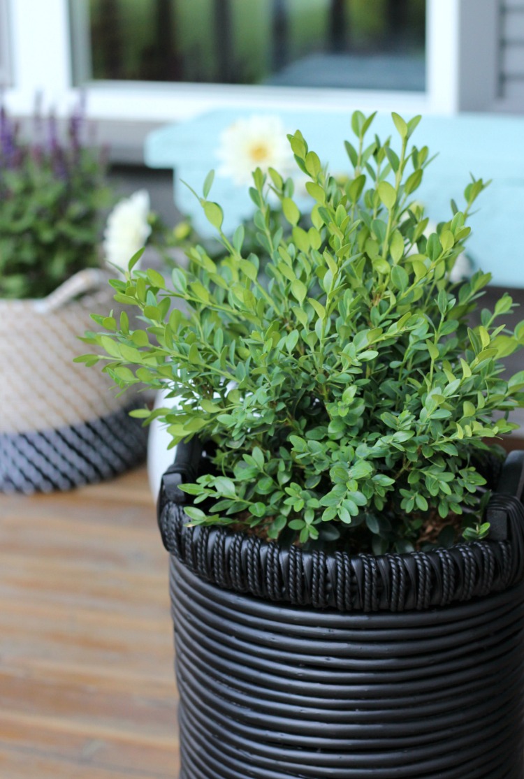 Black Flea Market Basket Planter with Boxwood