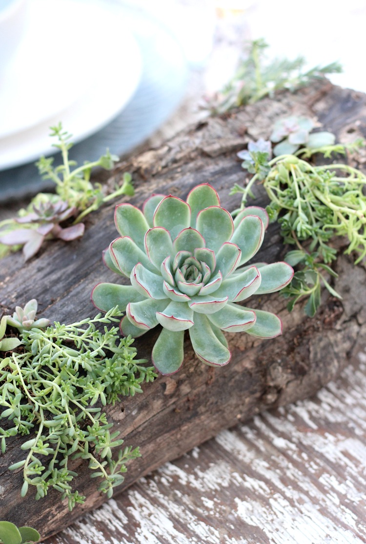 Rustic Log with Succulents