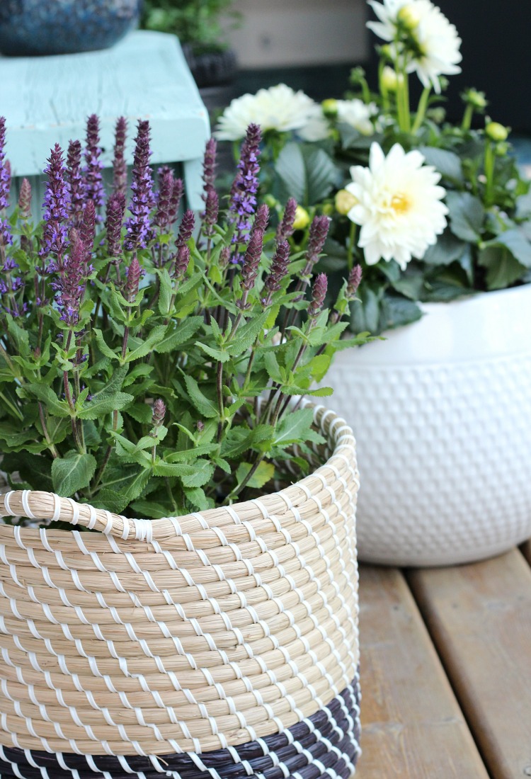 Natural and Black Woven Basket Planter with Salvia