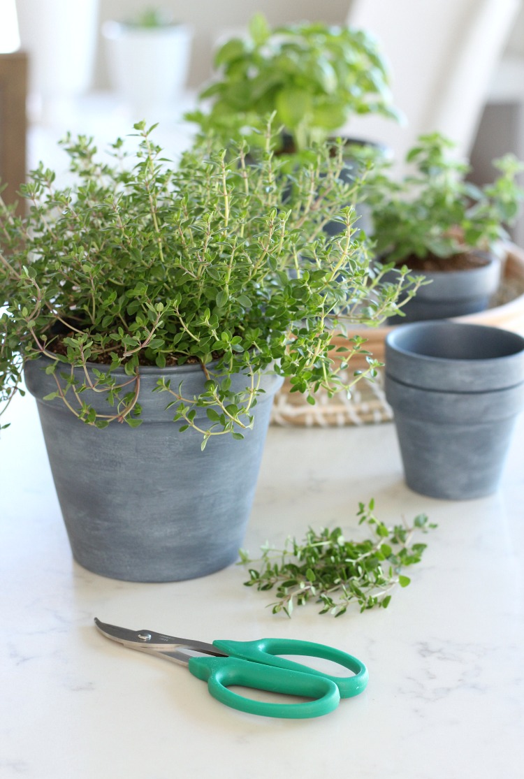 DIY Concrete Painted Pots with Herbs - Satori Design for Living