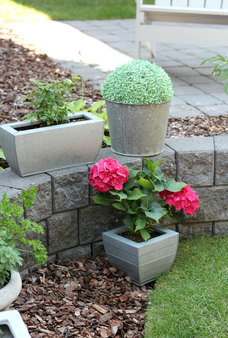 Galvanized Planters with Roses and Hydrangeas and Faux Boxwood Topiary in an Old Metal Sap Bucket