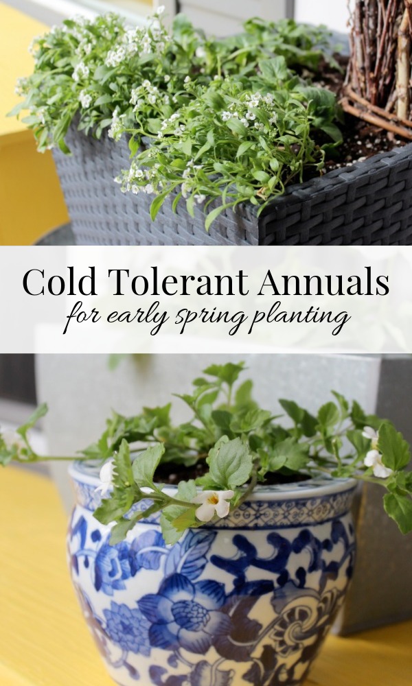 Cold Tolerant Annuals for Early Spring Planting