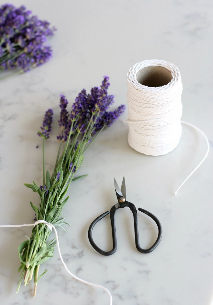 English Lavender Stalks in Bunch with String and Gardening Scissors for Drying