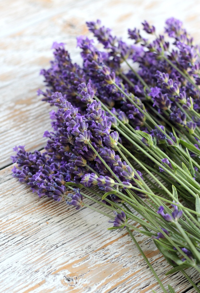 Sprigs of English Lavender Munstead