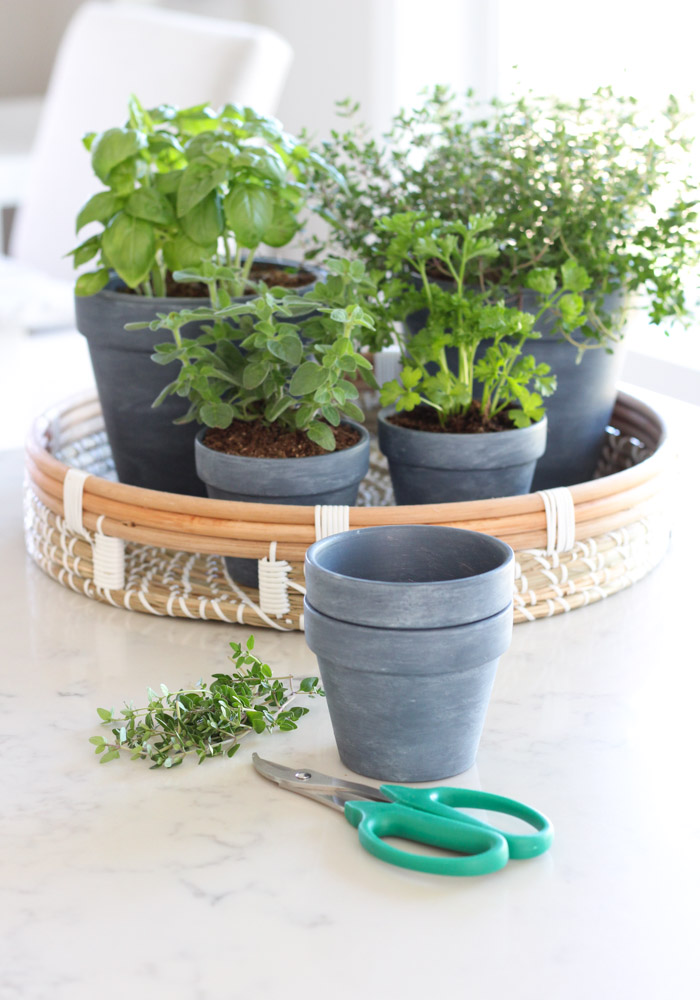 Indoor Herb Garden Using Small Plant Pots and Tray