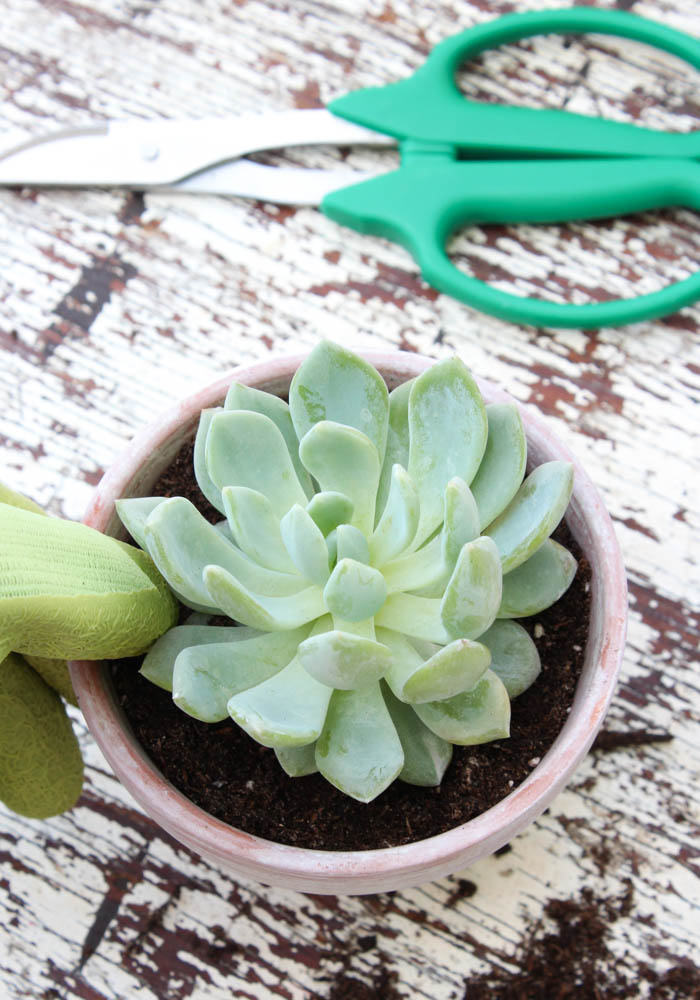 Small Potted Succulent in Whitewashed Terra Cotta Pot