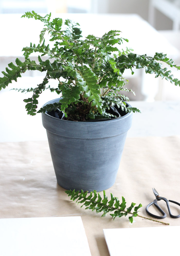 Tassel Fern in Faux Concrete Pot