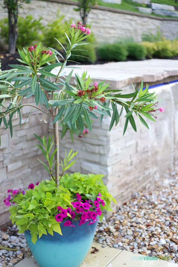 Blue Flower Planter with Oleander