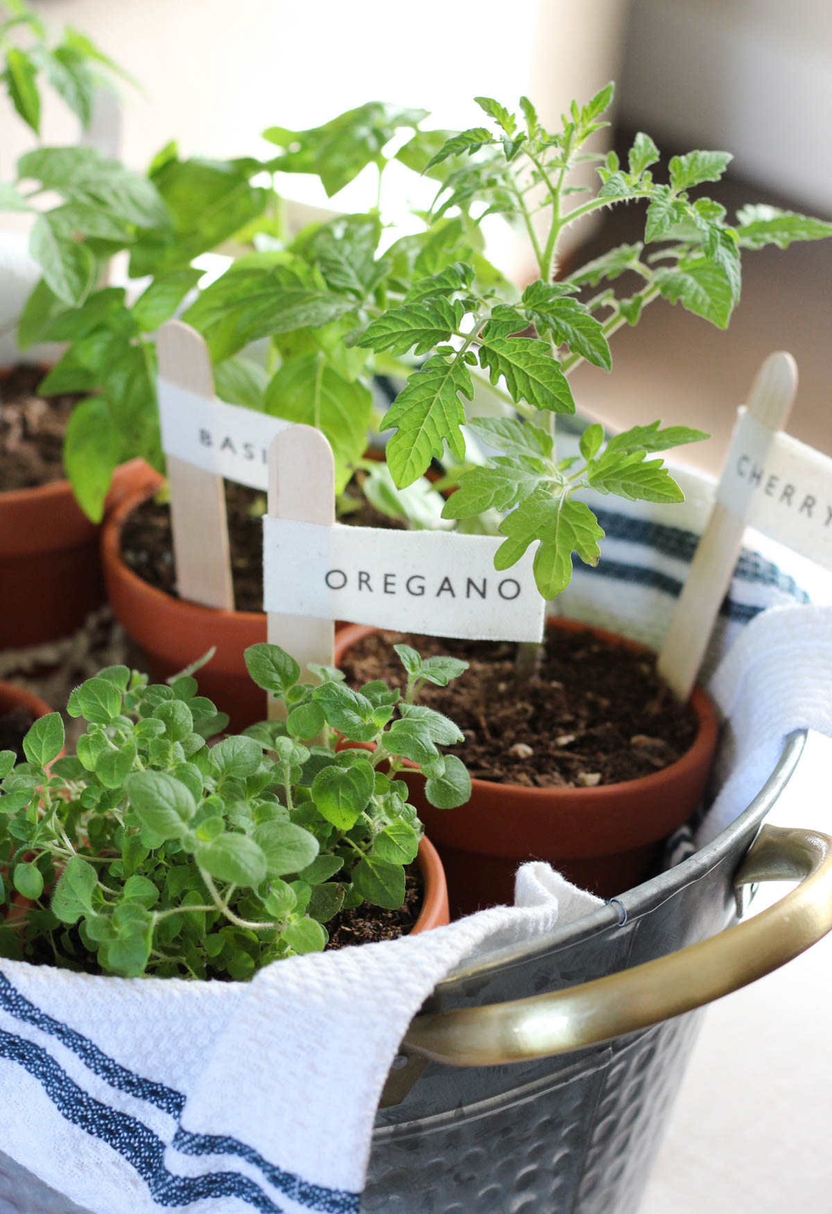 Garden gift basket with fresh basil, parsley, and tomato plants, plus other supplies arranged for a DIY grow-your-own tomato sauce kit idea